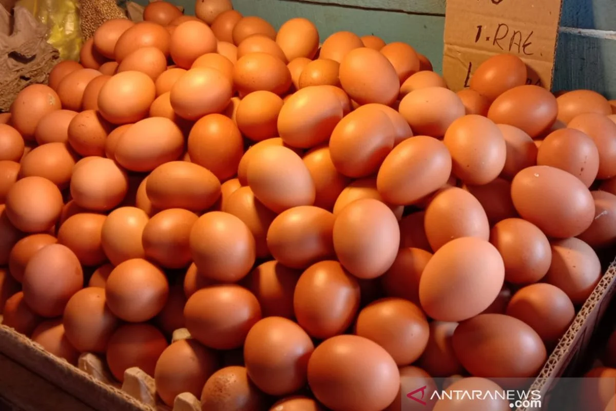 Telur ayam 500 gram