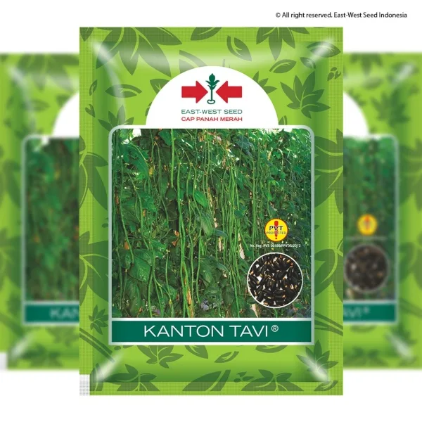 Benih Kacang Panjang Kanton Tavi (Panah Merah)