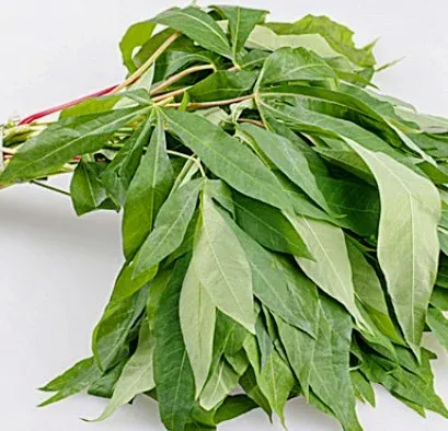 Daun Singkong